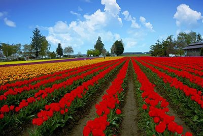 Tulip fields in the Skagit Valley near Mount Vernon, Washington